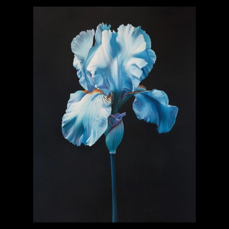 Affiche Toile Sng Iris 19