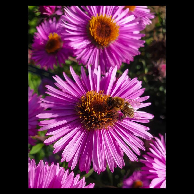Italian daisy (in german Berg-Aster Aster amellus