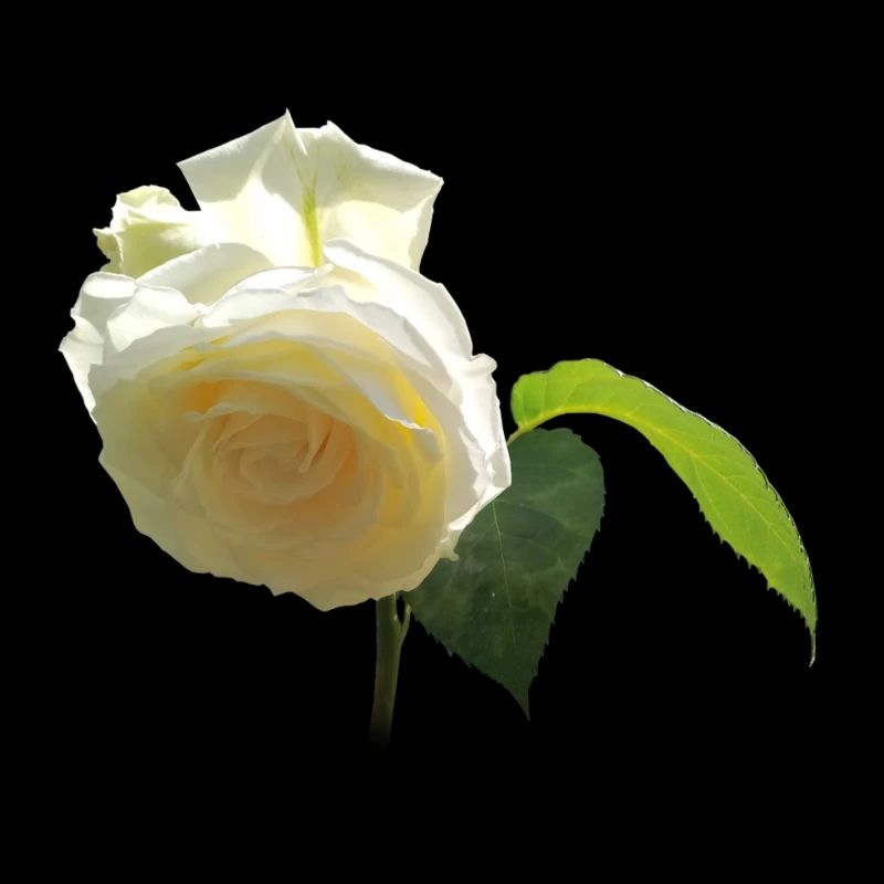 ROSE BLANCHE