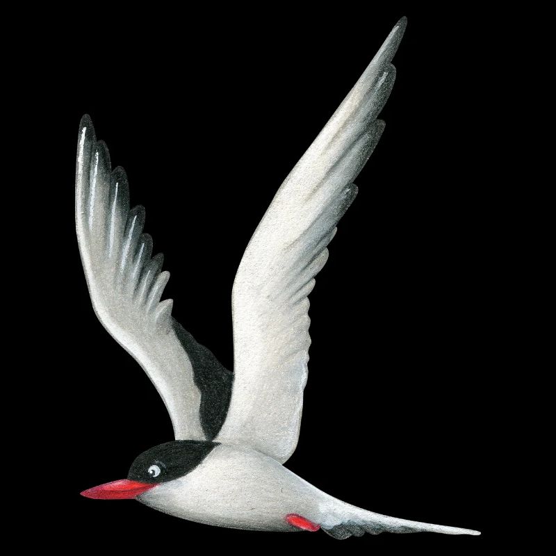 Arctic tern