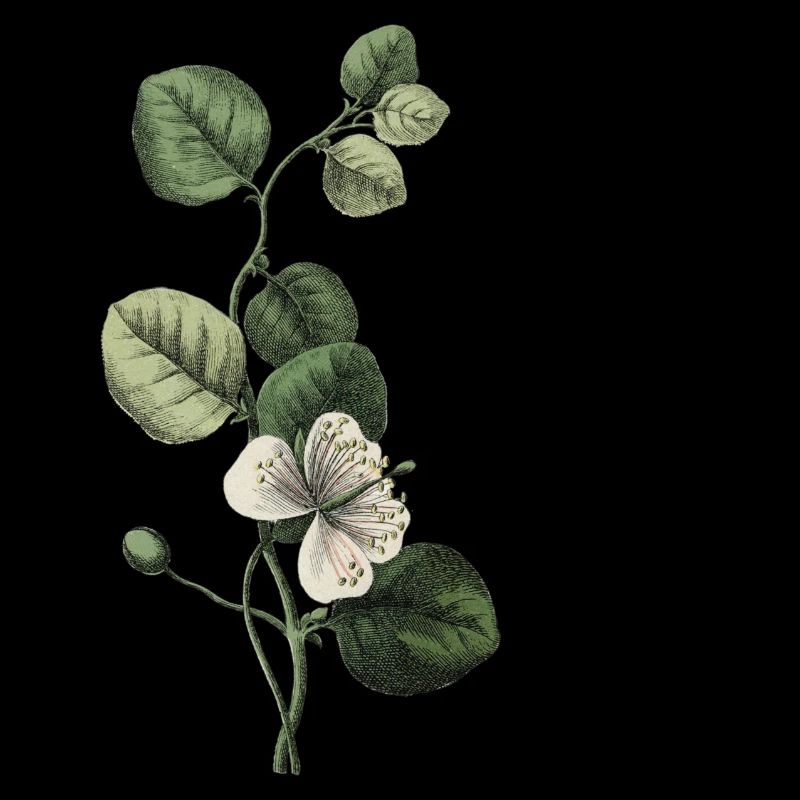 Grüner botanischer Buchstabe E