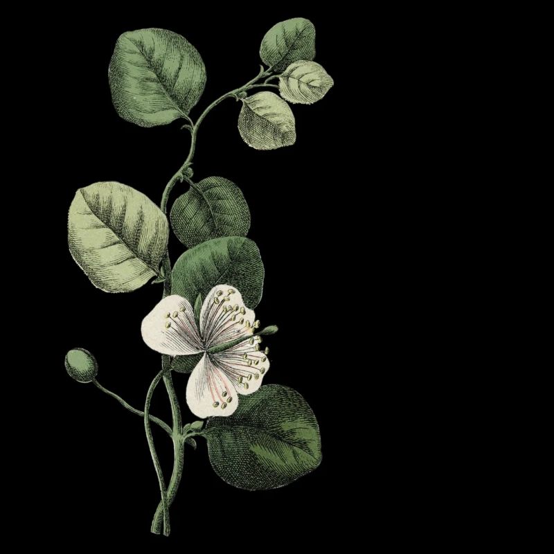 Letter B Green Botanical