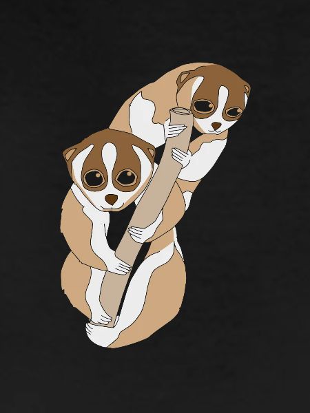 Slow Loris