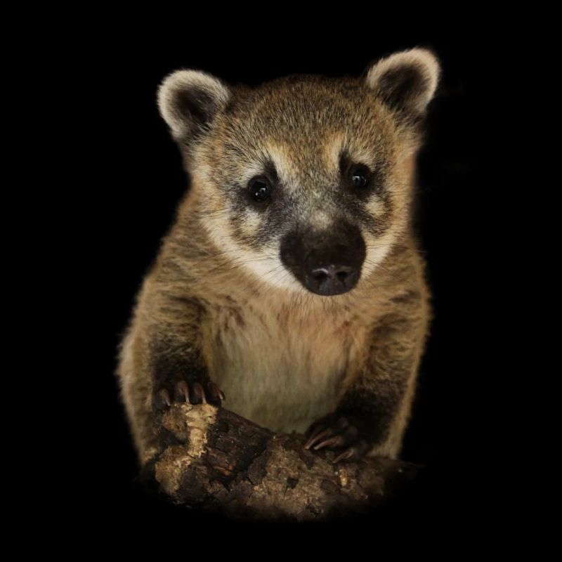 Cadeau de conception d'illustration Coati proboscis
