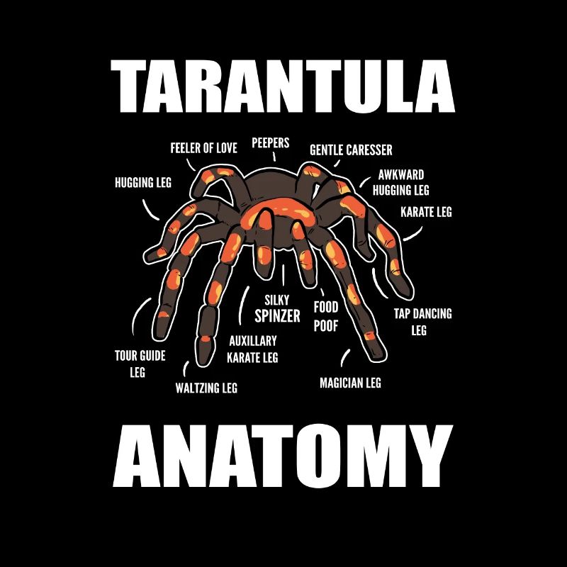 Science Araignées Araignées Anatomie d’araignées