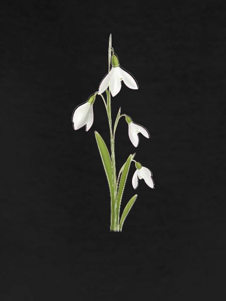 Snowdrop