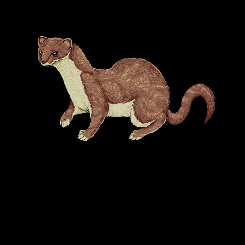 Dessin en couleur d’une belette