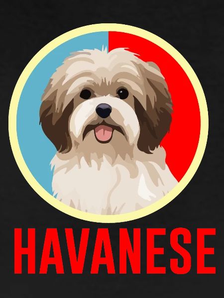 Havanese Retro