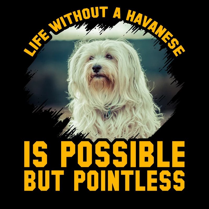 Life without a Havanese is possible but pointless