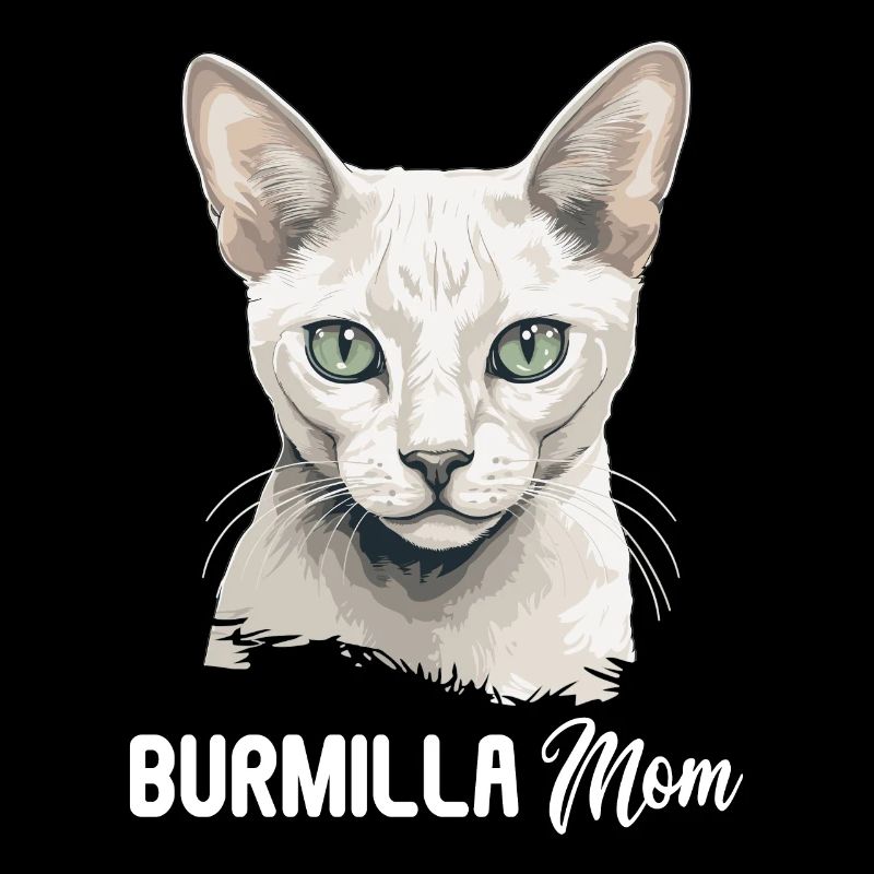 Burmilla Chaton Burmilla Chat