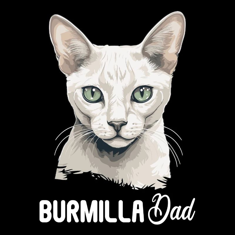 Burmilla Chaton Burmilla Chat