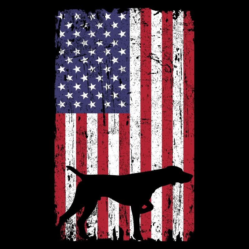 Braque de Weimar avec drapeau des États-Unis