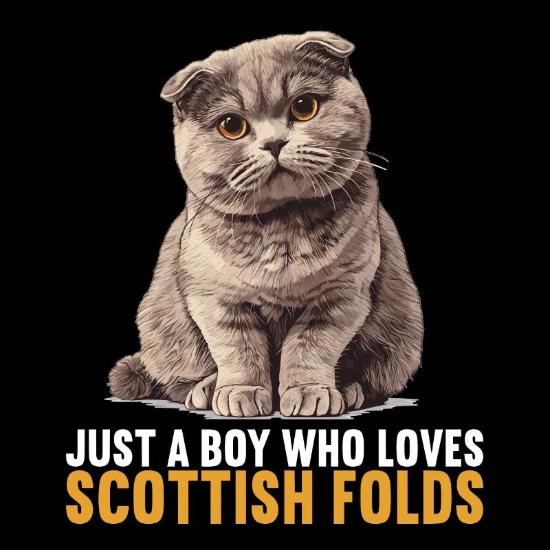 Scottish Fold Kitten Scottish Fold chat