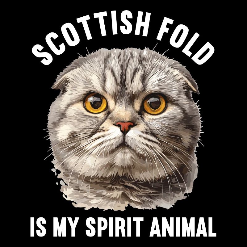 Scottish Fold Kitten Scottish Fold chat