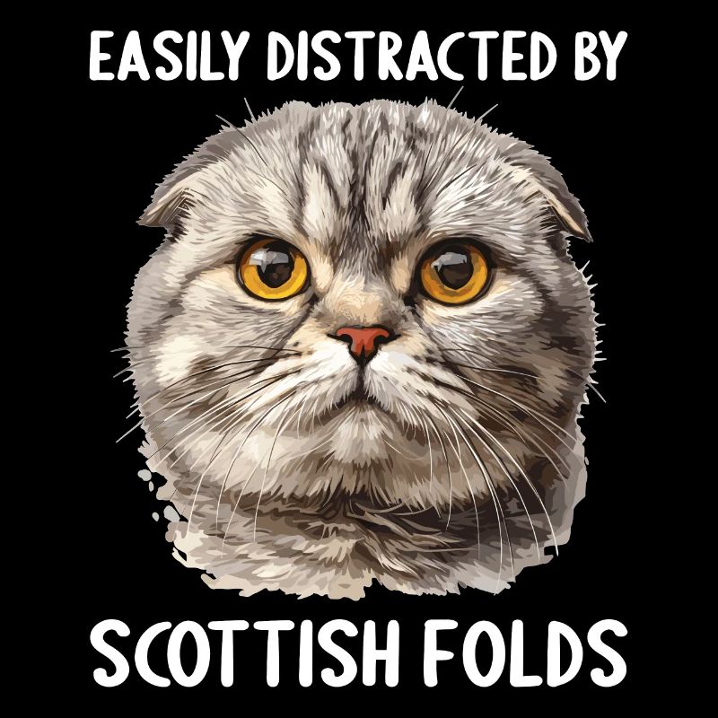 Scottish Fold chaton Scottish Fold chat