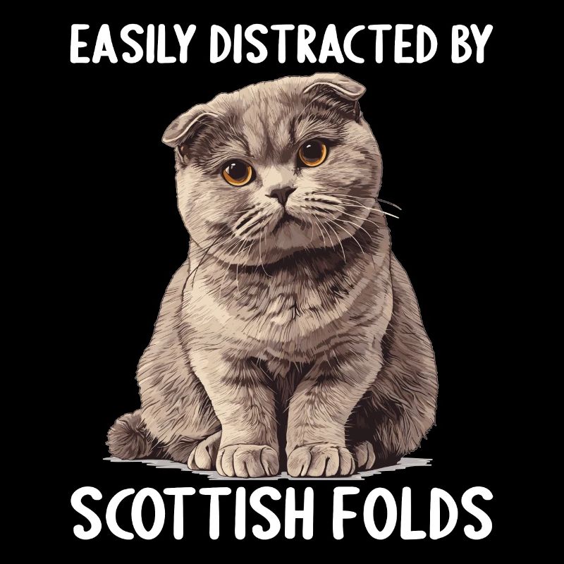 Scottish Fold Kitten Scottish Fold Cat