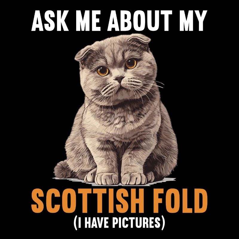 Scottish Fold Kitten Scottish Fold Cat