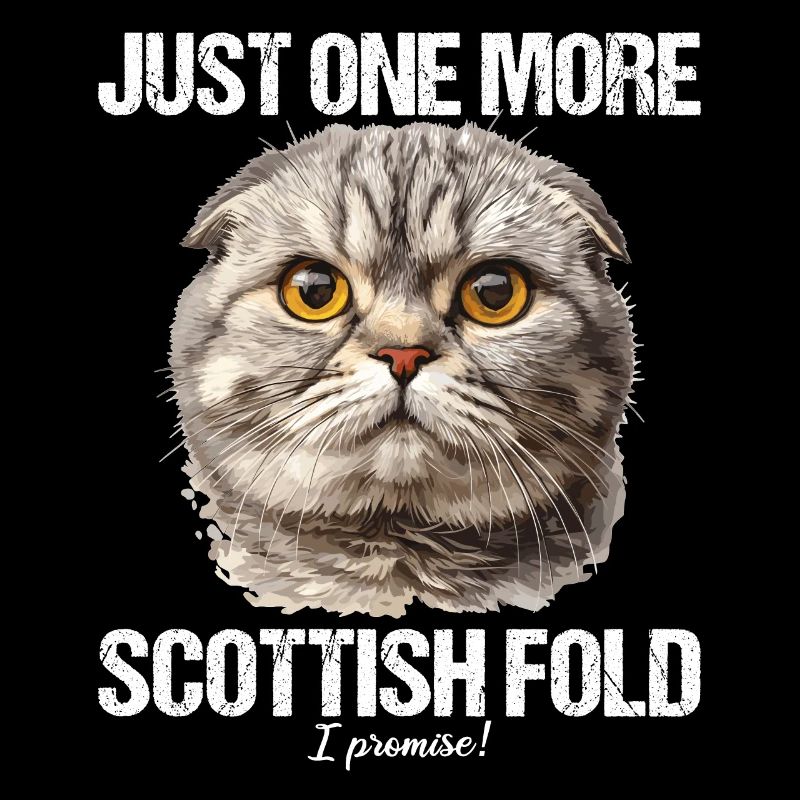 Scottish Fold Kitten Scottish Fold Cat