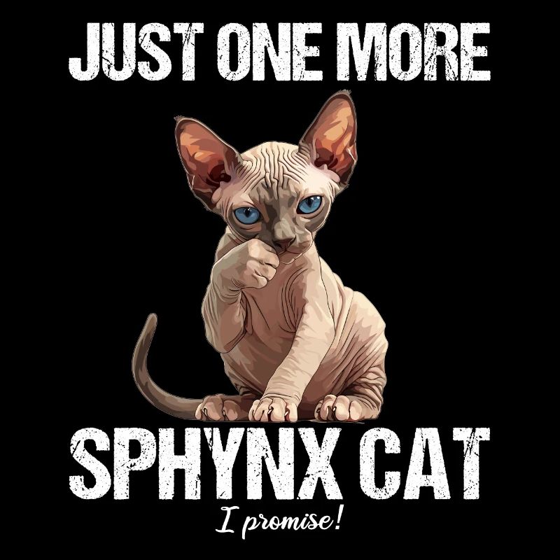 Chaton Sphynx Chat Sphynx