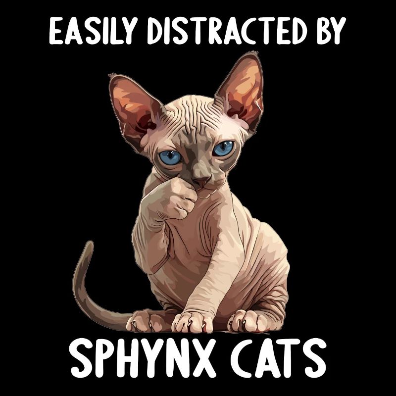 Chaton Sphynx Chat Sphynx