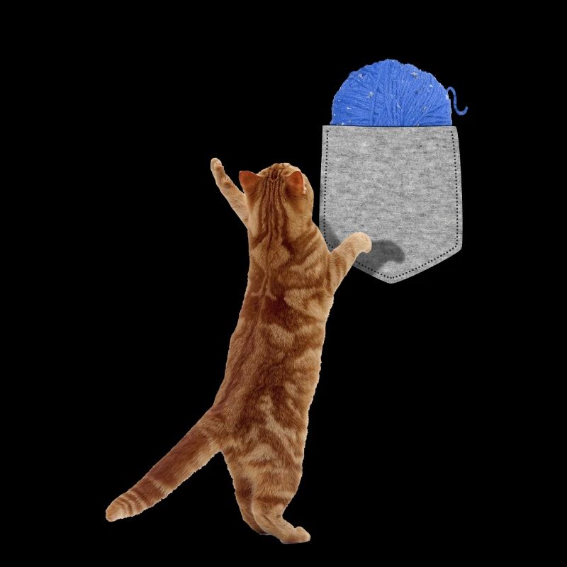 Chat Atteignant Une Boule De Laine Dans Votre Fausse Poche Fun