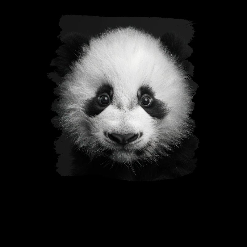 Panda géant Pandas Große Pandas Großer Panda