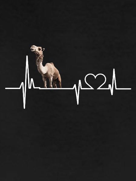 Camel