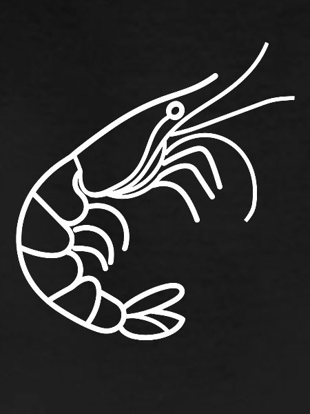 Shrimp