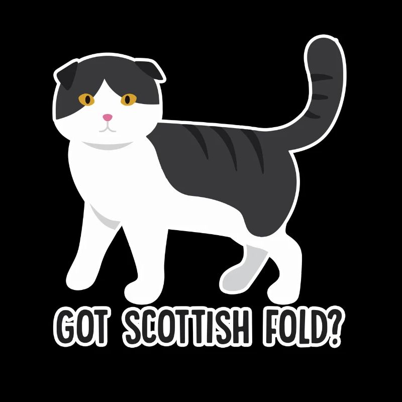 Got Scottish Fold Cat