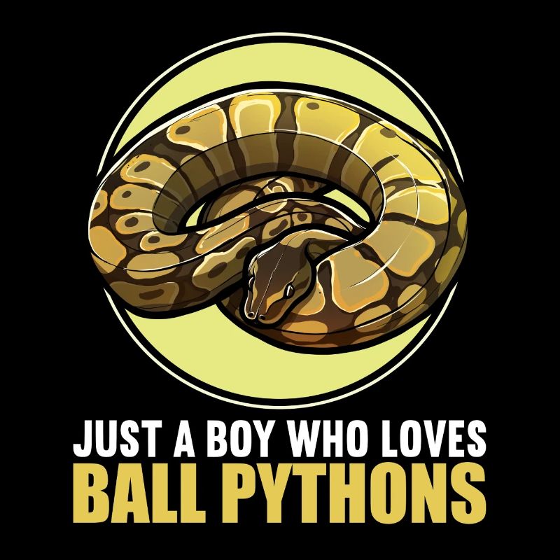 Ball Python Königspythons Königspython