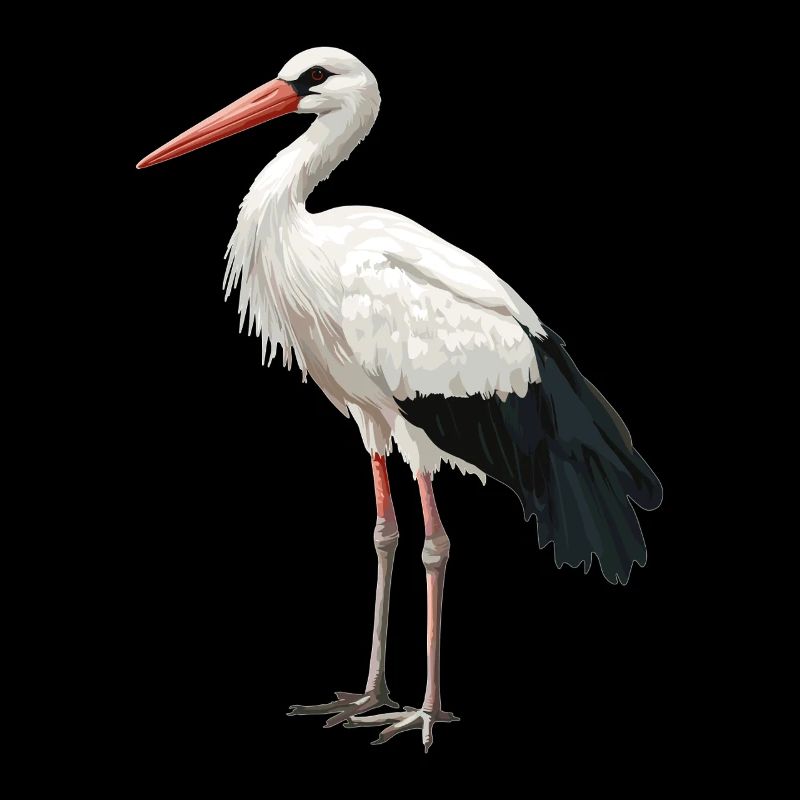 Storks Stork