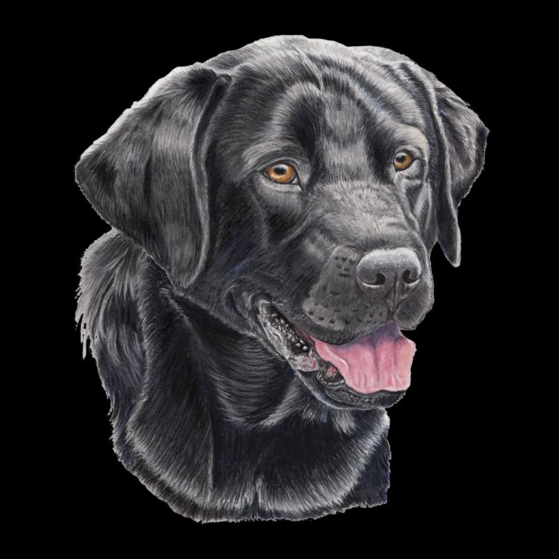 labrador retriever black P