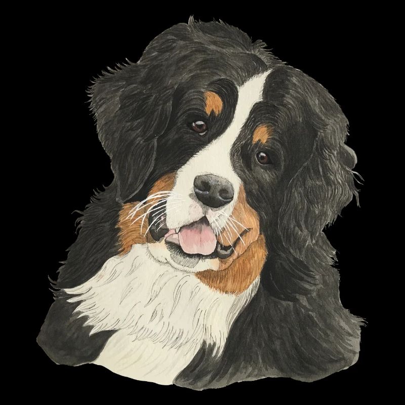 Bernese Mountain Dog
