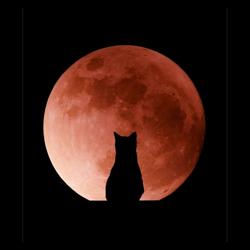 Chat admirant la Lune