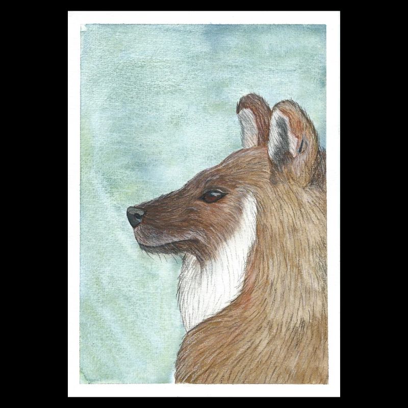 Dhole