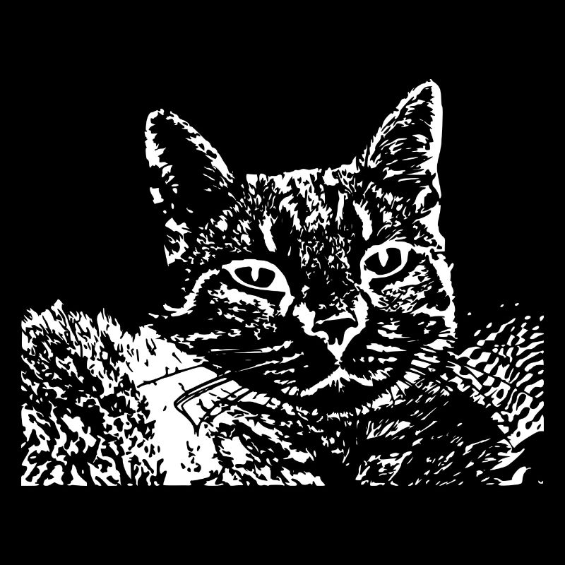 Chat Blanc Blanc Chats