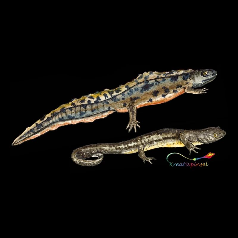 Pond Newts