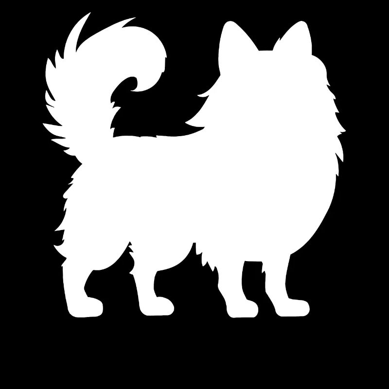 Zwergspitz de Poméranie