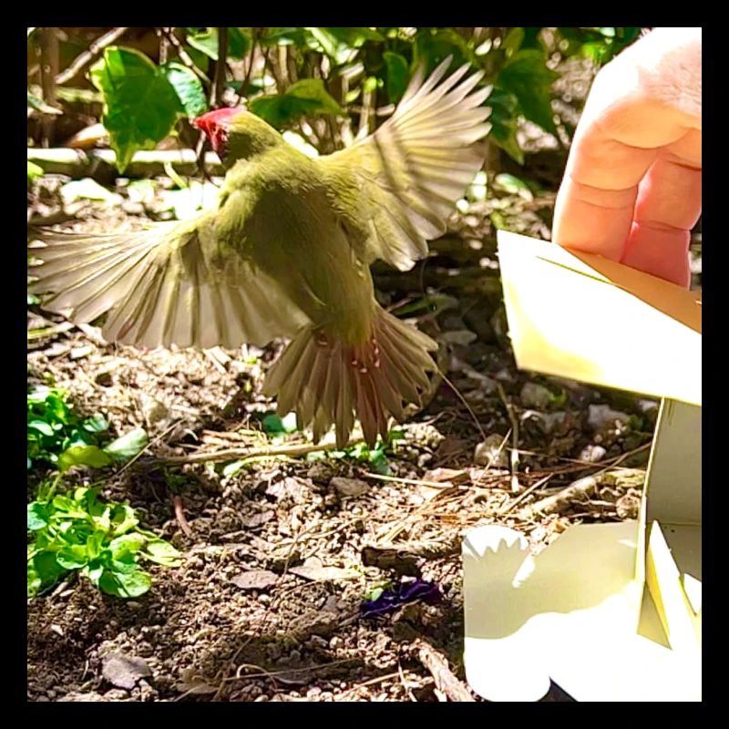 Loslassender Vogel in Voliere - Sternfink