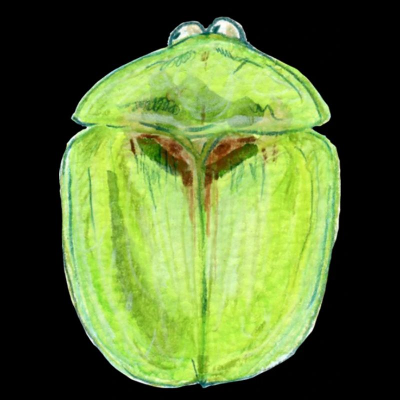 Coléoptère écaille de tortue du chardon