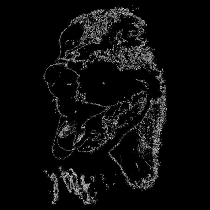 Smooth-haired dachshund