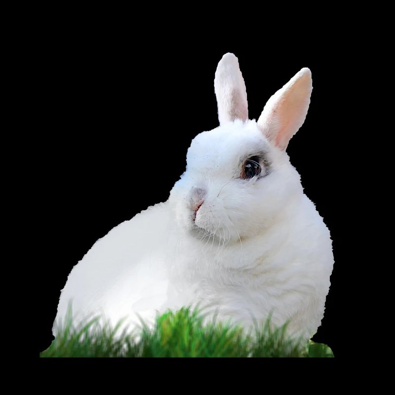 Rabbit Rabbit Easter Easter Animal Fauna