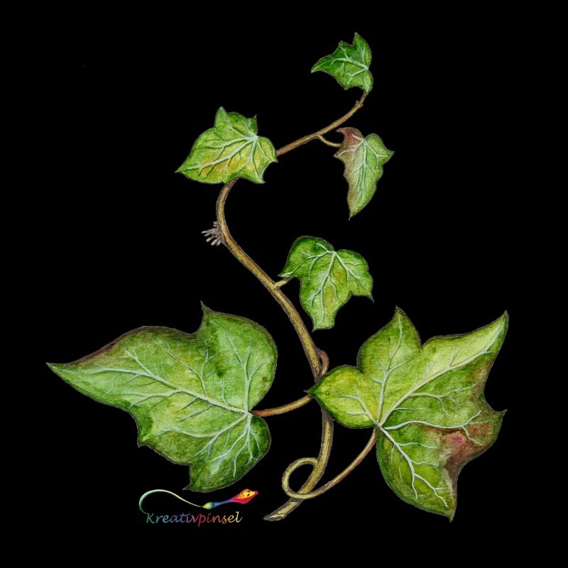 Efeu (Hedera helix)