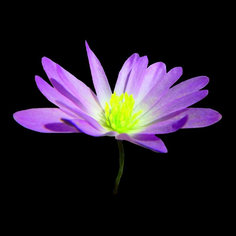 fleur violette magique, fleur, nature