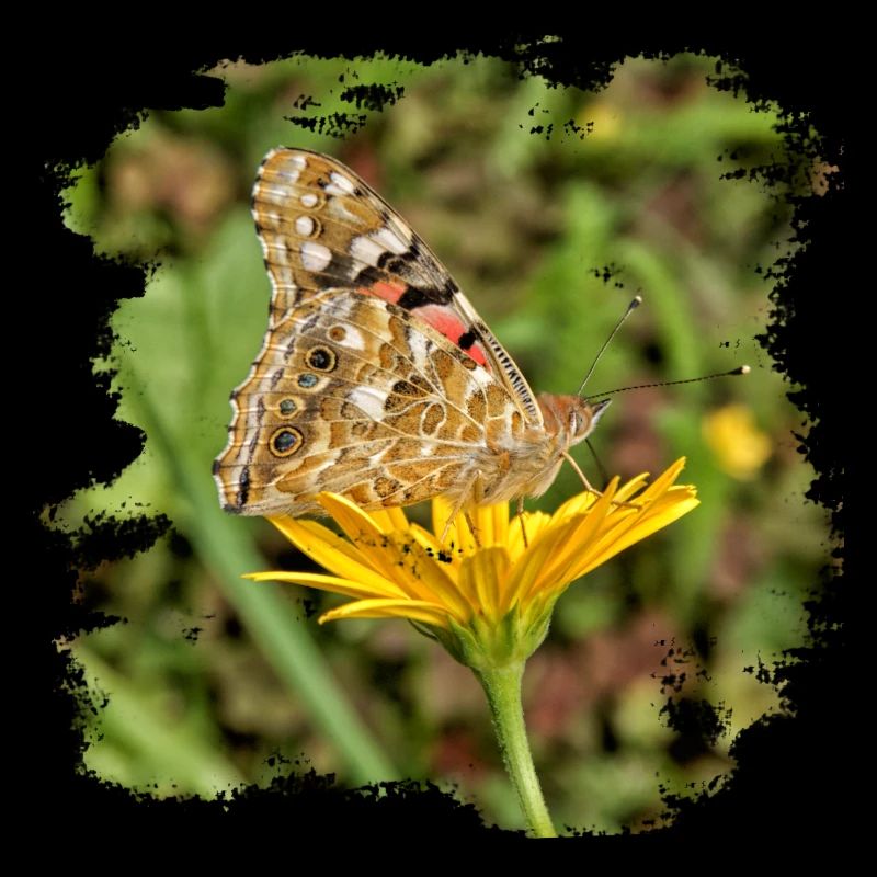 The butterfly is a migratory butterfly