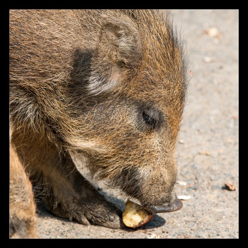 Sanglier (Sus scrofa) dans la forêt