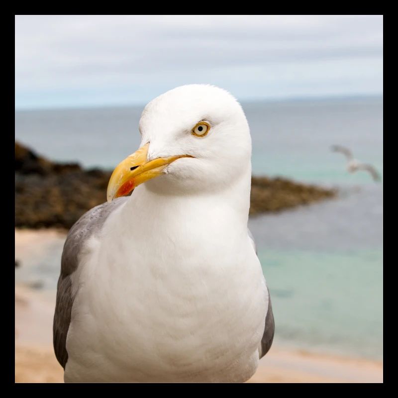 Silbermöwe (Larus argentatus) am Strand Herring