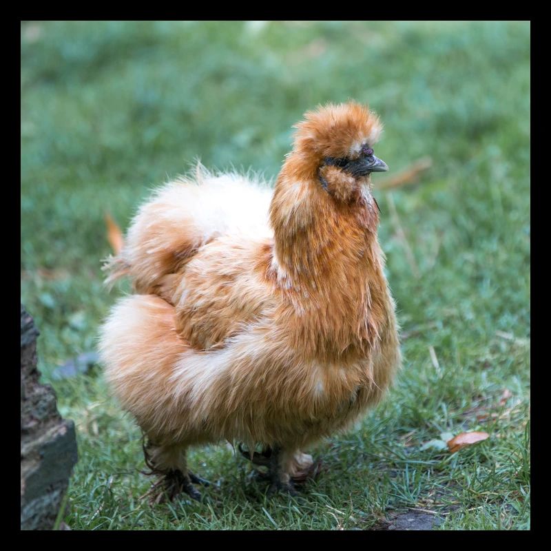 Dwarf-silky chicken (Dwarf silk chicken)