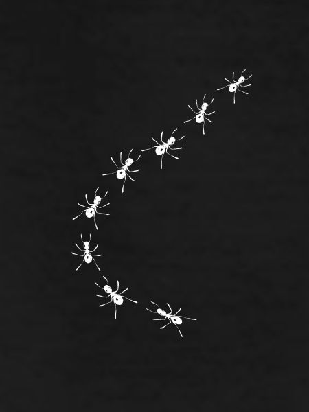 Ants
