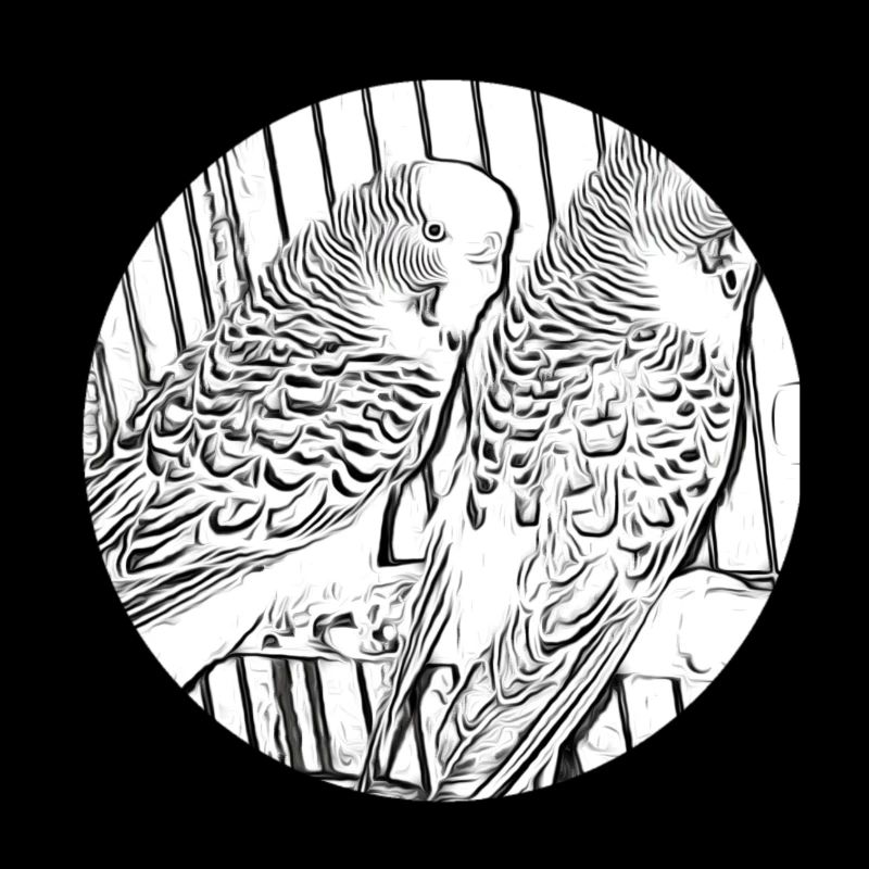 budgies